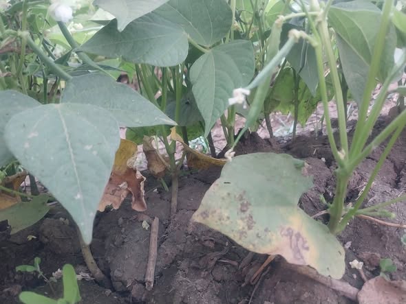 الورق القديم معظمه كدا عادي